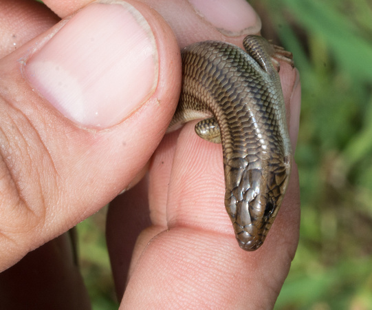 Gilbert's Skink - Plestiodon gilberti