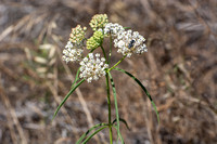 Narrow-leaved milkweed - Asclepias fascicularis