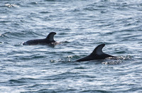 Pacific white-sided dolphin- Lagenorhynchus obliquidens