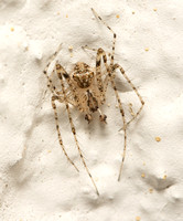 Pirate spider  - Reo eutypus or Mimetus sp.??