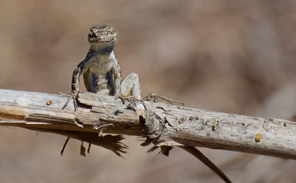 Western Fence Lizard - Sceloporus occidentalis