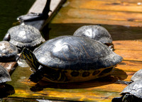 Peninsular Cooter - Pseudemys peninsularis