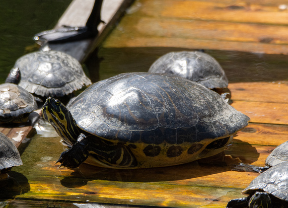 Peninsular Cooter - Pseudemys peninsularis