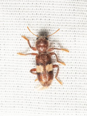 Checkered beetle - Enoclerus quadrisignatus