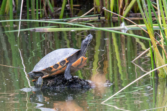 River Cooter - Pseudemys concinna