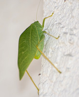 Angle-wing katydid -Microcentrum sp