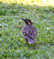 Varied Thrush - Ixoreus naevius