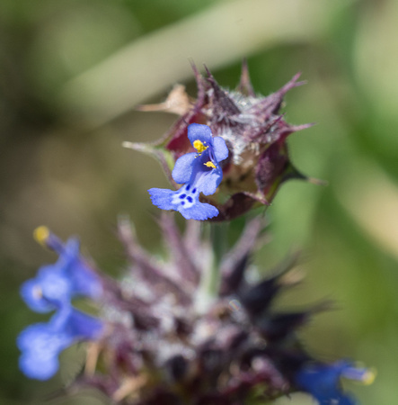 Chia - Salvia columbariae