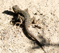 Western Fence Lizard - Sceloporus occidentalis