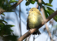 Lesser Goldfinch - Carduelis psaltria (sweet baby)