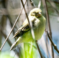 Lesser Goldfinch - Carduelis psaltria (sweet baby)