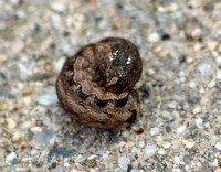 Setaceous Hebrew Character - Xestia c-nigrum