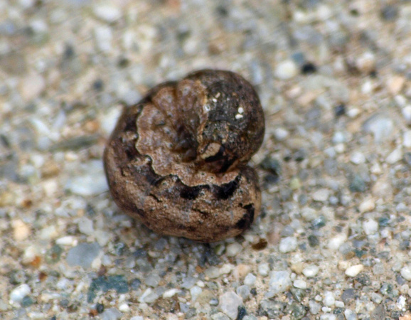 Setaceous Hebrew Character - Xestia c-nigrum