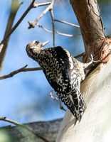 Yellow-bellied Sapsucker - Sphyrapicus varius