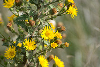 Telegraph-weed - Heterotheca grandiflora