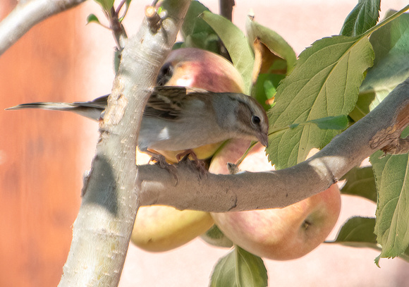 Chipping Sparrow - Spizella passerina