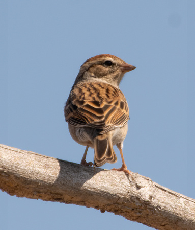 Chipping Sparrow - Spizella passerina