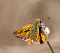 Woodland skipper - Ochlodes sylvanoides