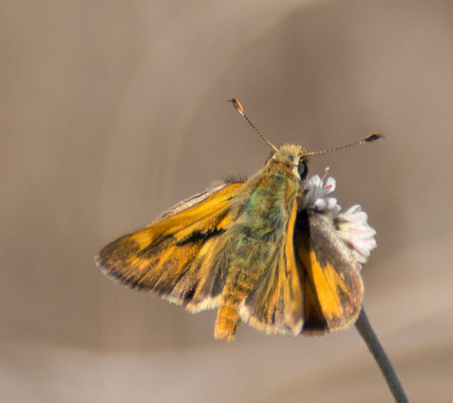 Woodland skipper - Ochlodes sylvanoides