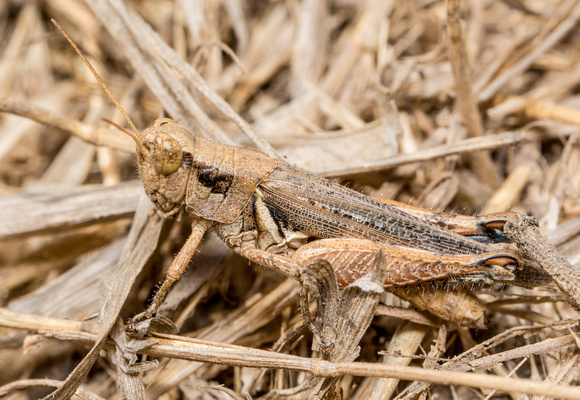 Melanoplus cinereus ssp. cyanipes