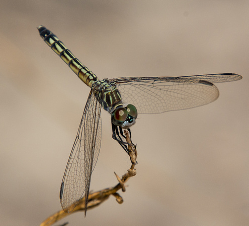 Blue dasher - Pachydiplax longipennis