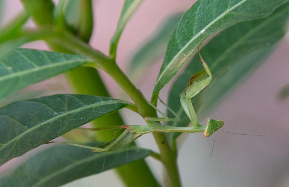 Bordered Mantis - Stagmomantis limbata