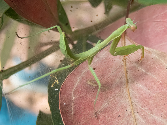 Bordered Mantis - Stagmomantis limbata