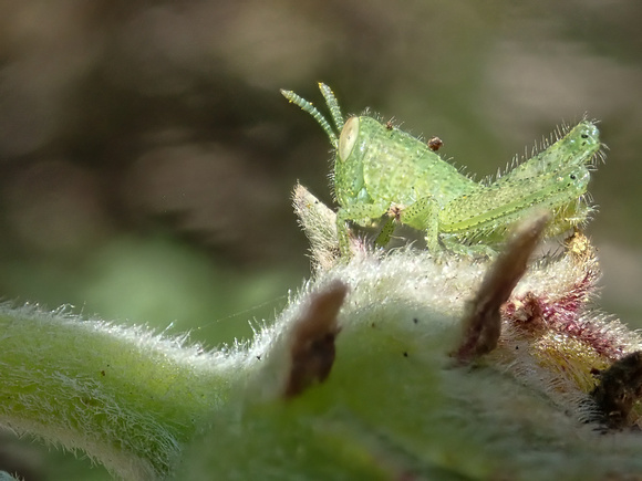 Gray bird grasshopper -Schistocera nitens