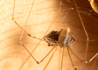 Long-bodied cellar spider - Pholcus phalangioides