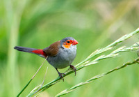 Orange-cheeked Waxbill  - Estrilda melpoda