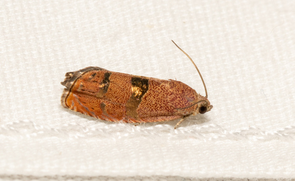 Filbertworm Moth - Cydia latiferreana