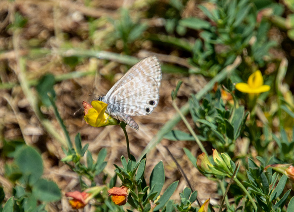 Marine blue -Leptotes marina