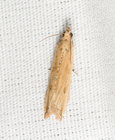 Tortricine Leafroller Moth - Bactra sp.