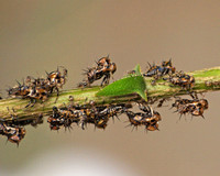 Cicadas, Aphids, Leafhoppers, etc. -  Hemiptera/Homoptera