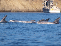 Risso's dolphin - Grampus griseus