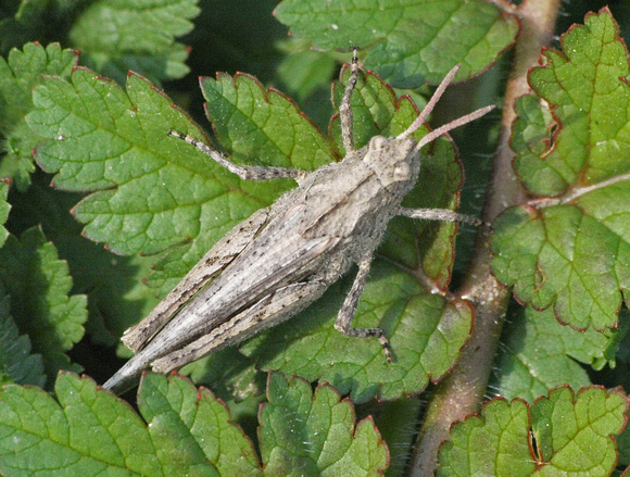 Painted meadow grasshopper - Chimarocephalia pacifica