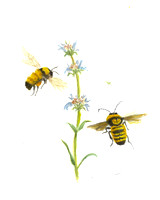 Sonoran Bumble Bee - Bombus sonorus