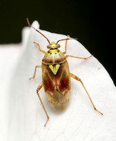 Western Tarnished Plant Bug - Lygus hesperus