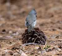 Oak Titmouse - Baeolophus inornatus