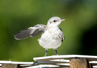 Northern Mockingbird - Mimus polyglottos