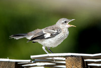 Northern Mockingbird - Mimus polyglottos