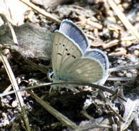 Boisduval's Blue - Icaricia icarioides
