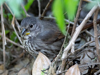 Fox Sparrow - Passerella iliaca