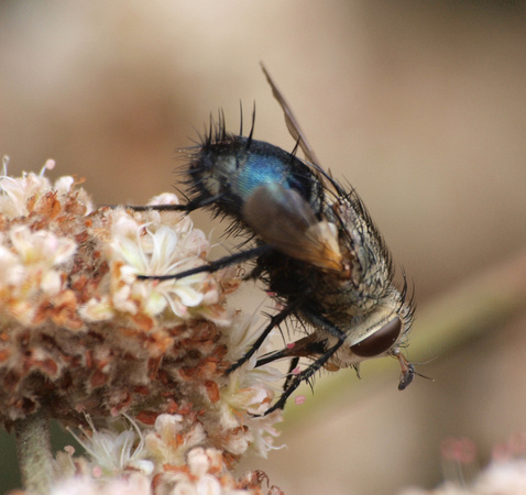 Tachinid fly - Archytas apicifer