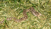 Pacific Rattlesnake - Crotalus oreganus