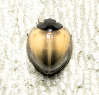 Twice-struck Ladybeetle - Axion plagiatum
