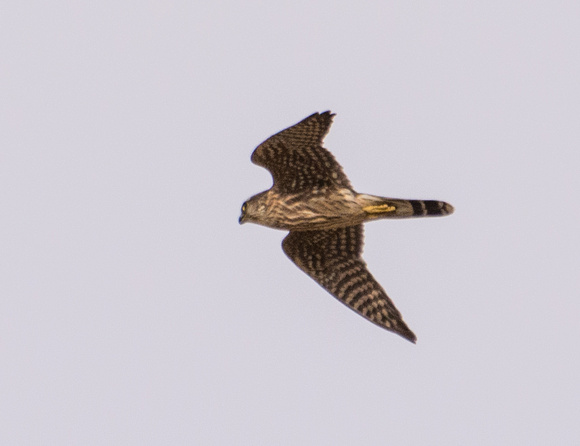 Merlin - Falco columbarius