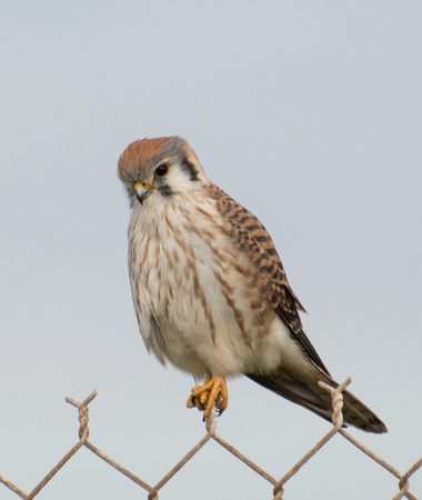 American Kestrel - Falco sparverius