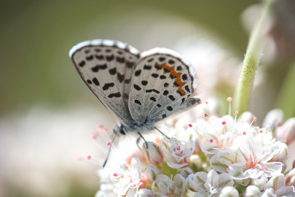 Bernardino Blue - Euphilotes bernardino