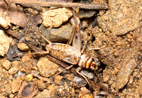 Tropical house cricket - Gryllodes supplicans